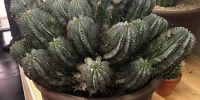 cactus13.jpg